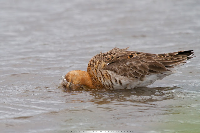 Grutto - Black-tailed Godwit - Limosa limosa