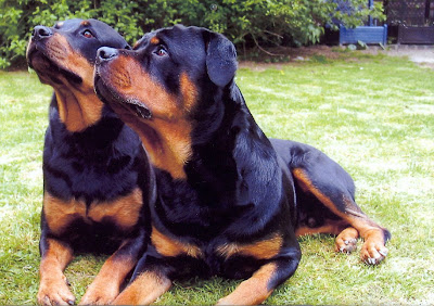 Cool Rottweiler Pictures