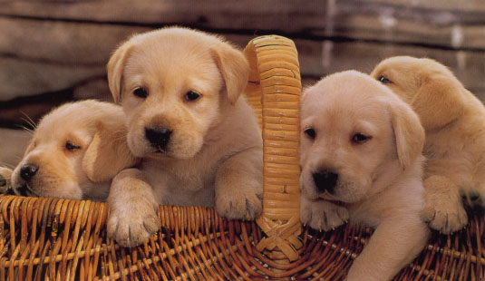 pet dogs images my top collection pet dogs pictures pet dogs images my top collection pet dogs pictures