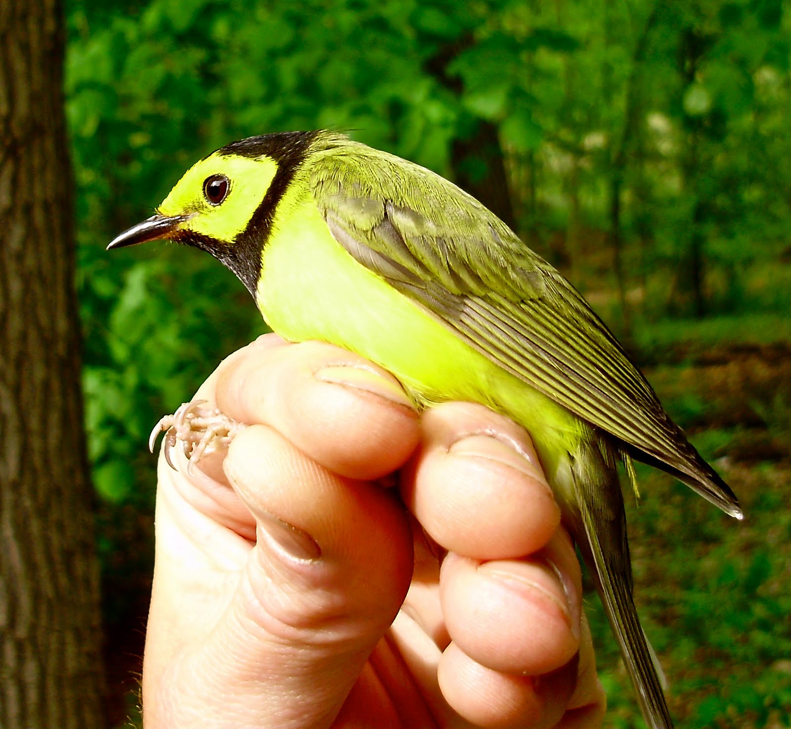 Male Hooded Warbler Photos from today's Banding