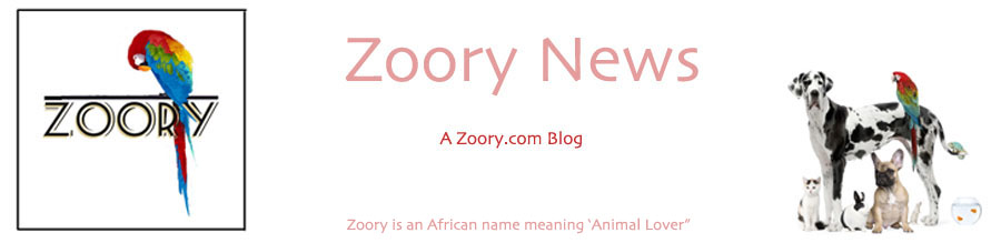 Zoory News, a Zoory.com blog