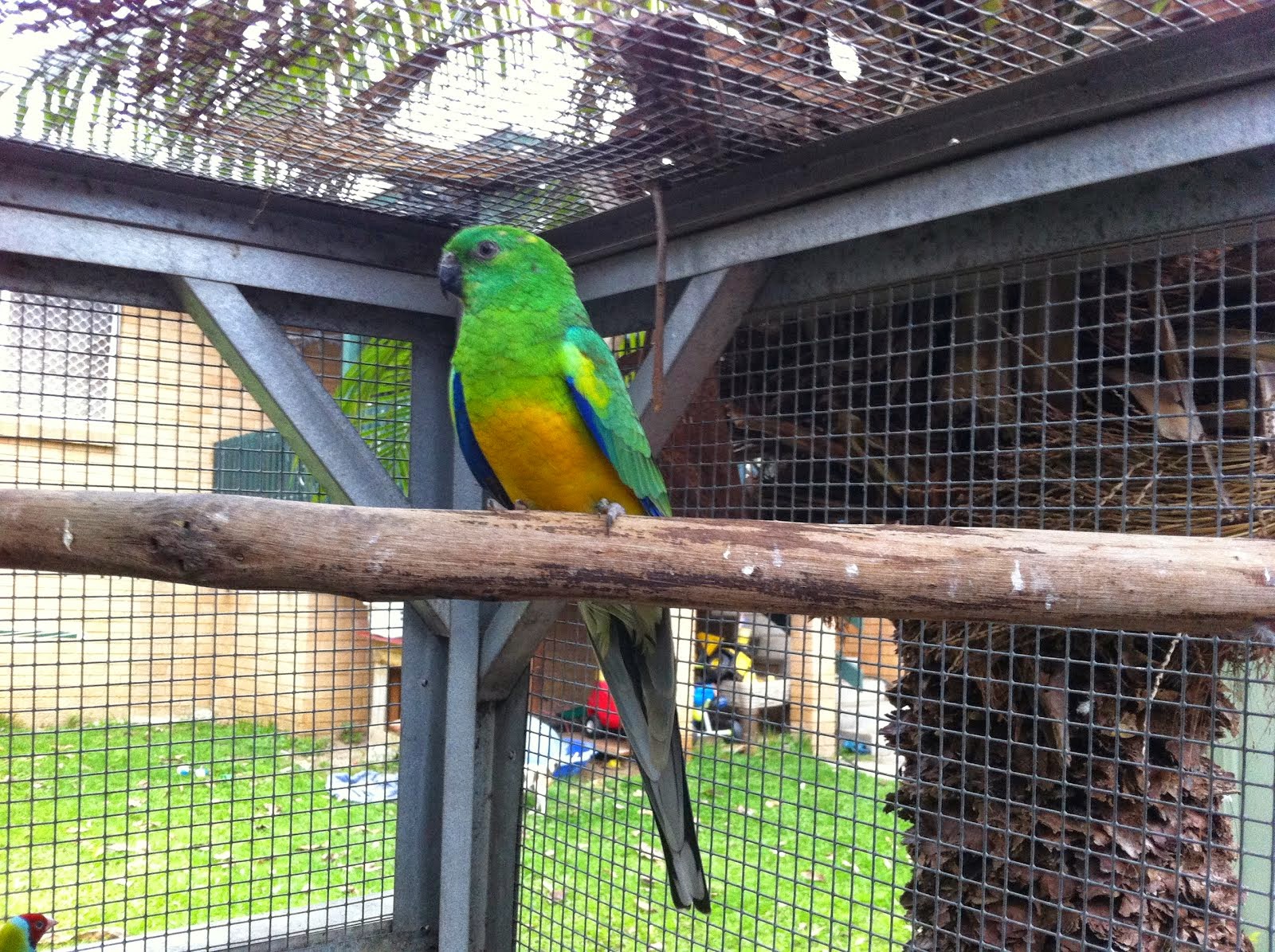 Red Rumped Parrot