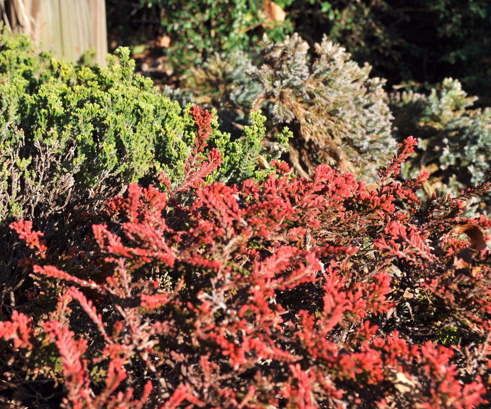 Yasmeen S Gardening Blog