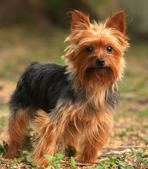 5 Dog Breeds That Dig The Most
