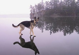 Real Animal Optical Illusion picture in picture