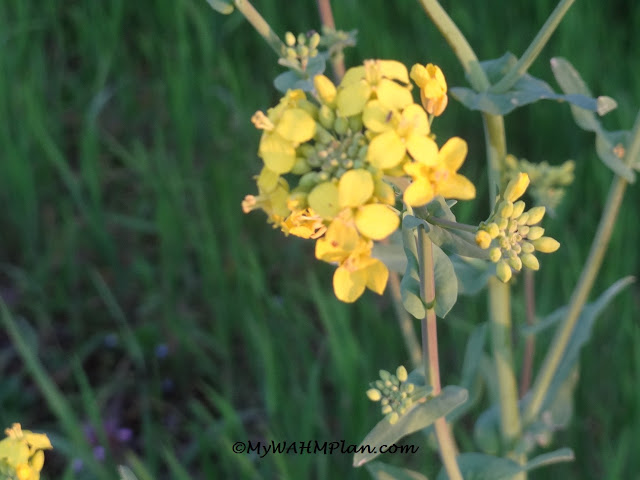 minion, yellow, wildflowers, #gardening #design