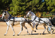 Horses (Equus caballus) and Draught Horse Showing (tandem of two grey horses)