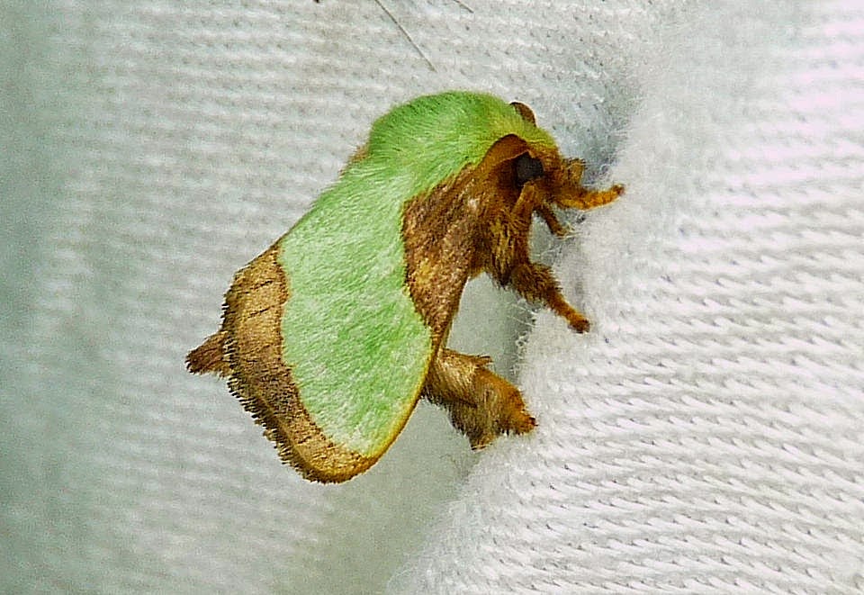 Large Moths Found In Ohio