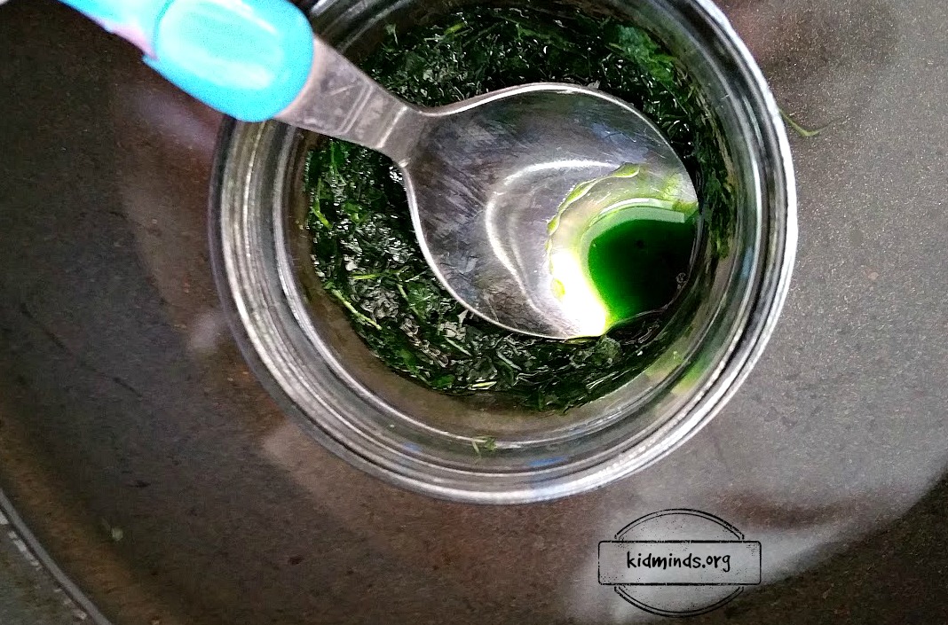 Maple Leaf Science how to extract chlorophyll and paint a duck KidMinds