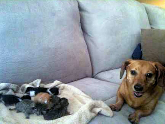 beagle dachshund puppy