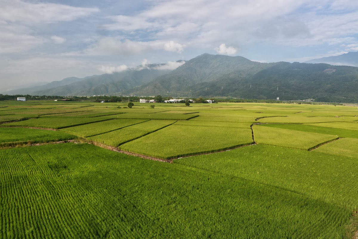 船長的山中歲月 山月民宿 花蓮民宿 玉里民宿 推薦 花東縱谷稻田大地畫布