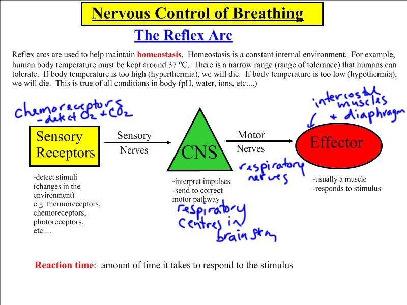 the reflex arc essay the reflex arc essay