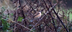 STEJNEGER'S STONECHAT-SALTHOUSE-NORFOLK-29TH OCTOBER 2018