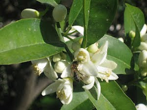 PRIMAVERA, ES TIEMPO DE PRIMAVERA , QUE GOZADA, CUANTAS FLORES, QUE COLRES. LA FRUTA SE VE SI LANZO