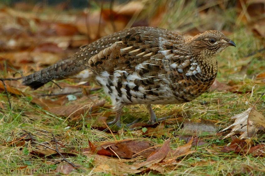 The Ohio Nature Blog: Ruffed Grouse