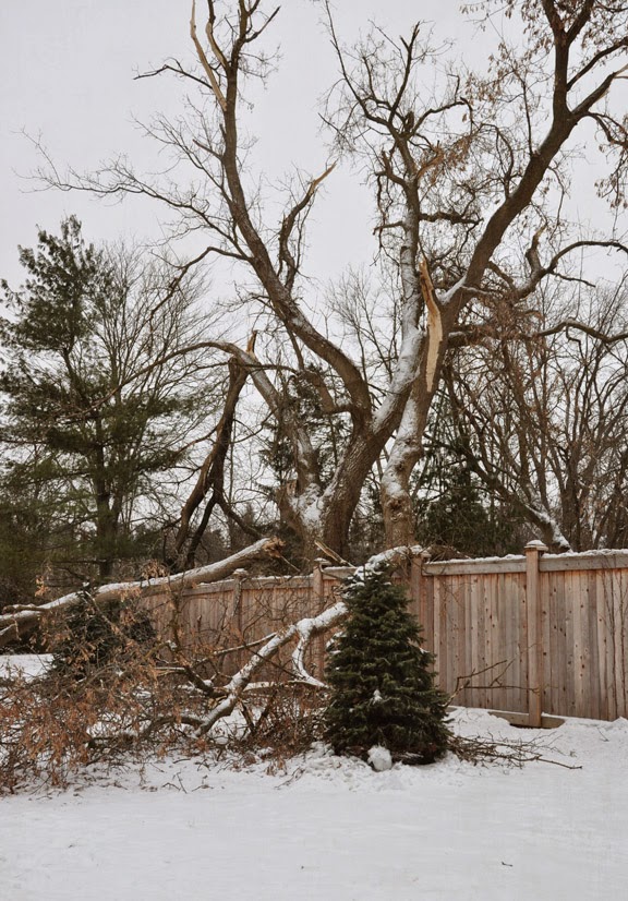 Plant Inventory At 20 Timothy Aesculus Parviflora Bottlebrush