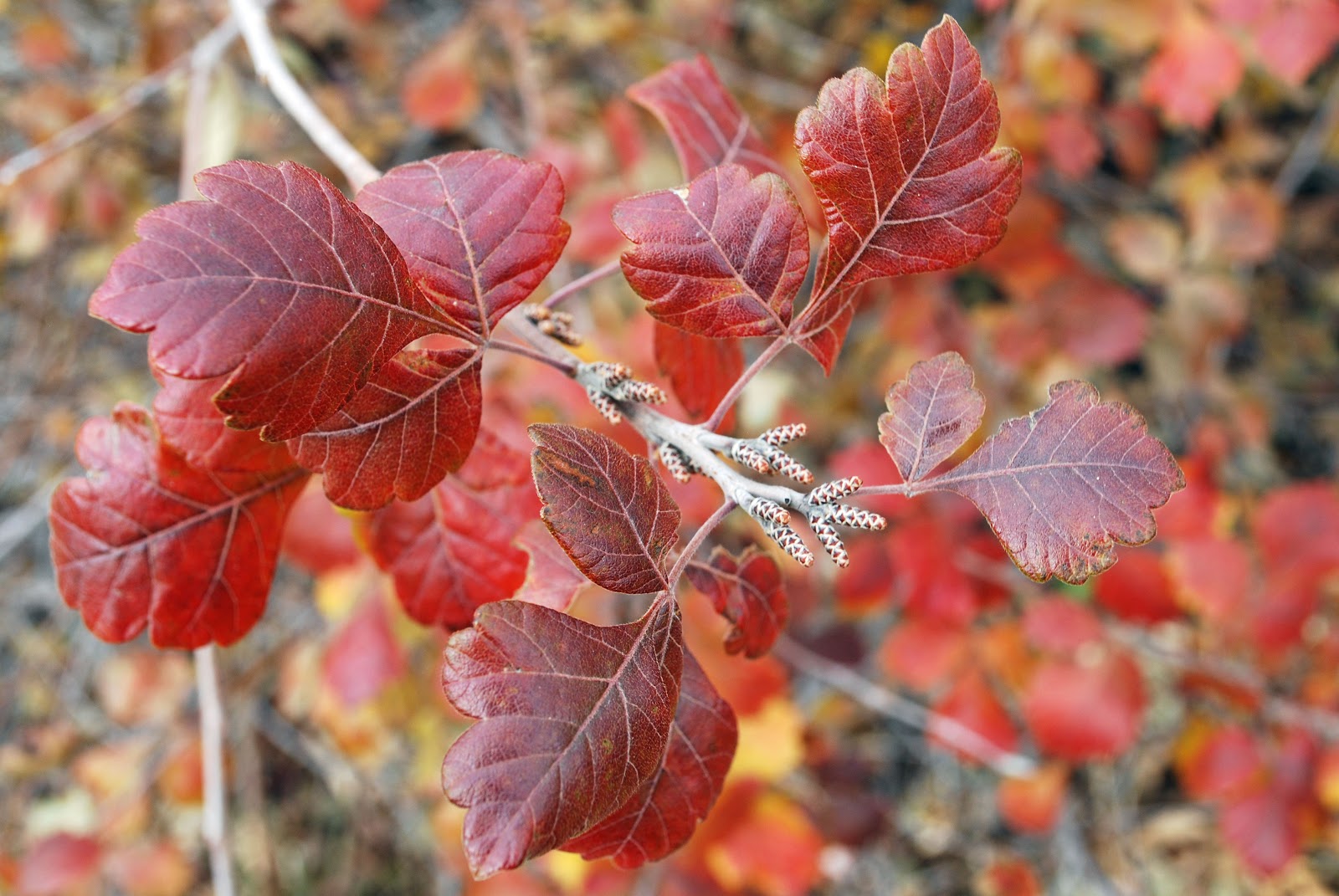 What S Blooming Now Fragrant Sumac Rhus Aromatica
