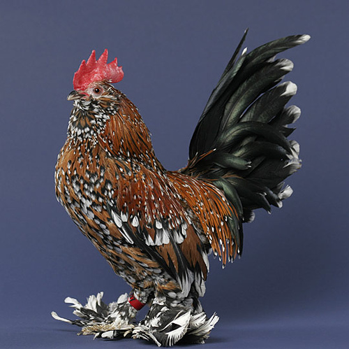 Bantam Chicken Pictures