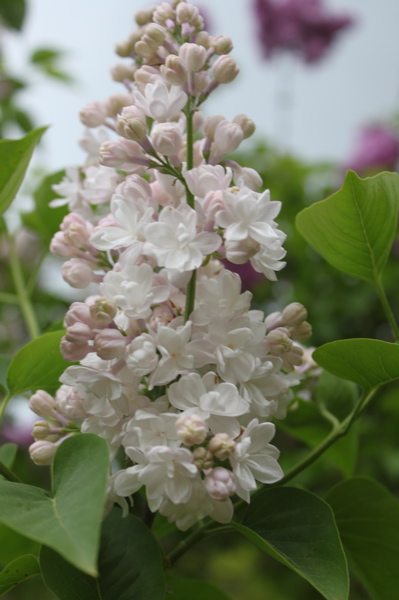 373 Best Lilacs Images Lilac Beautiful Flowers Plants