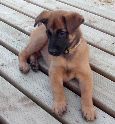 Belgian Malinois dogs - Pets Cute and Docile