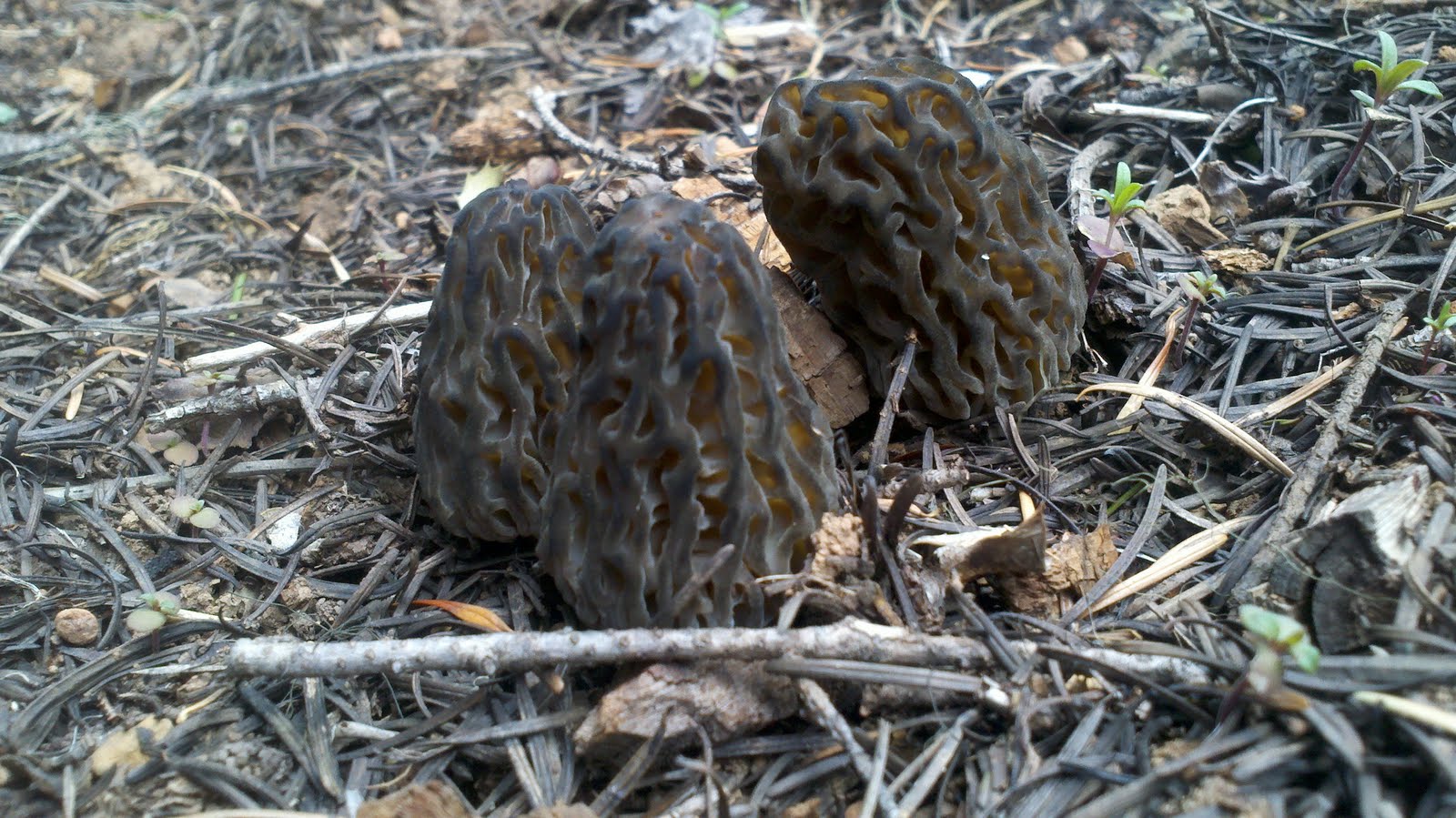 Mid Missouri Morels and Mushrooms Oregon Mountain Black Morels