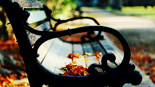 Brown Leaves on Bench Autumn Landscape HD Wallpaper