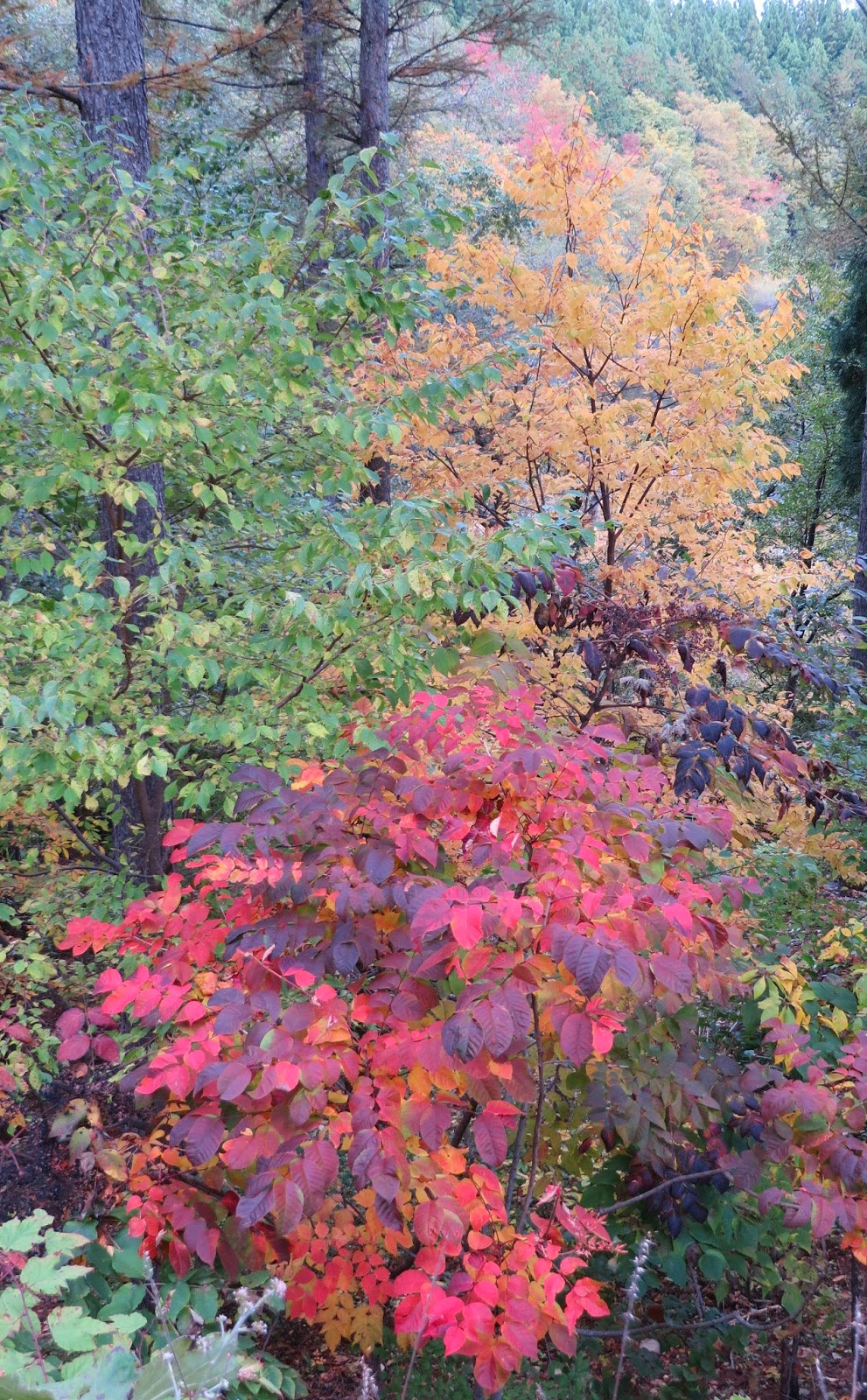 すべての真実なこと 清いこと 称賛に値すること 良き業 宣証共同体プロジェクト２１ Ysp21