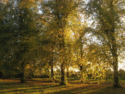 Photo - Autumn Trees