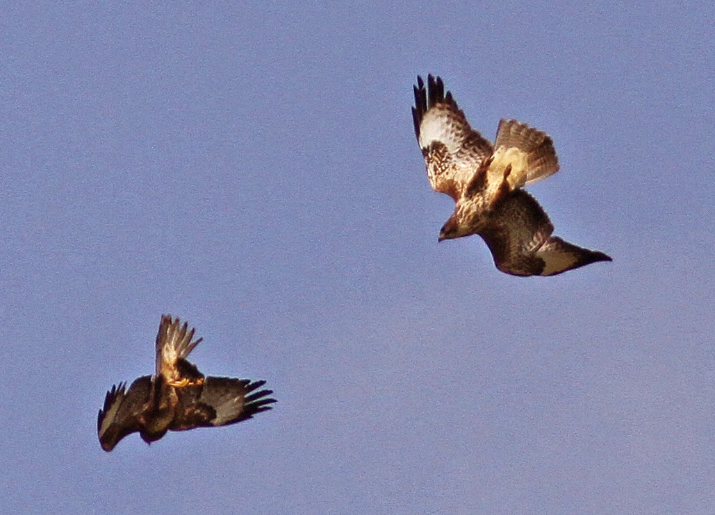 NonStop Birding Common Buzzards