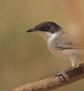 Orphean warbler