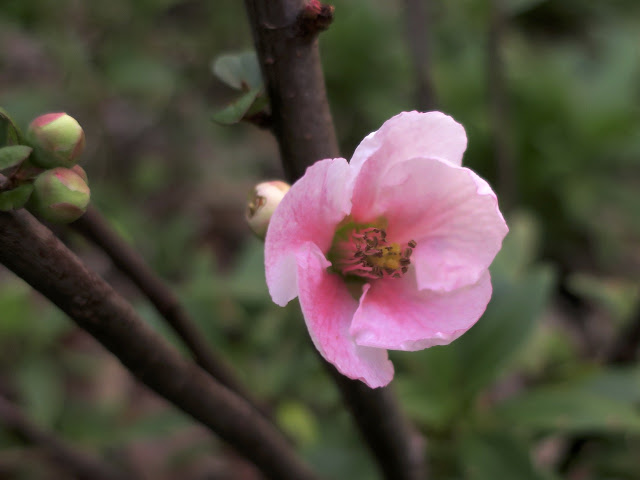 Bill S Chengdu Journal 2006 2007 Common Flowering Quince