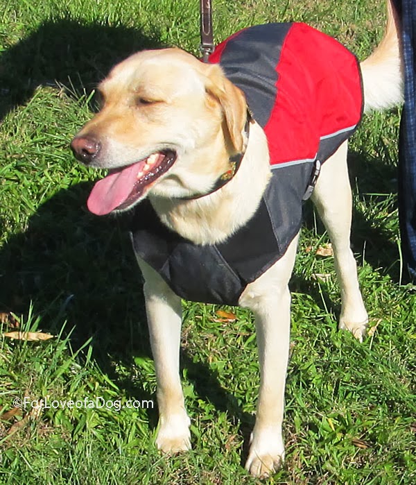 Talking Dogs at For Love of a Dog EzyDog Element Dog Jacket Product Review