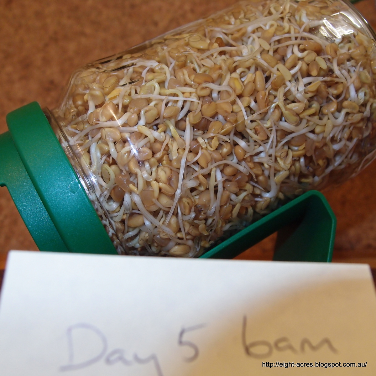 How to sprout Fenugreek Eight Acres Natural Living