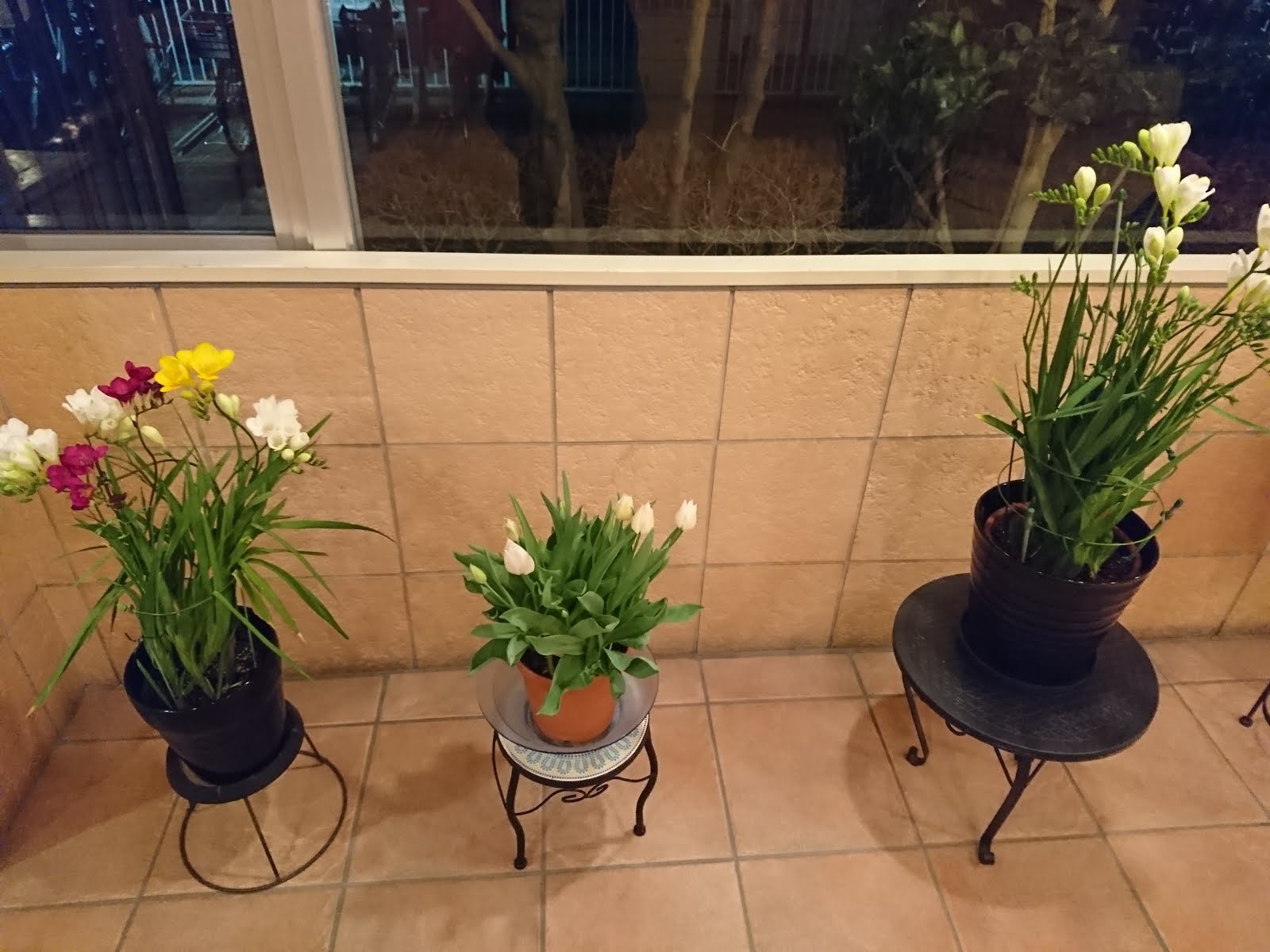 八木東一のブログ 3 22日 52 マンションに着いた 玄関には花が咲いた5つの鉢が置かれていた
