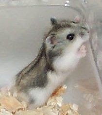 Hamster Chinese