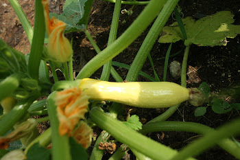 Perfect time for summer squash