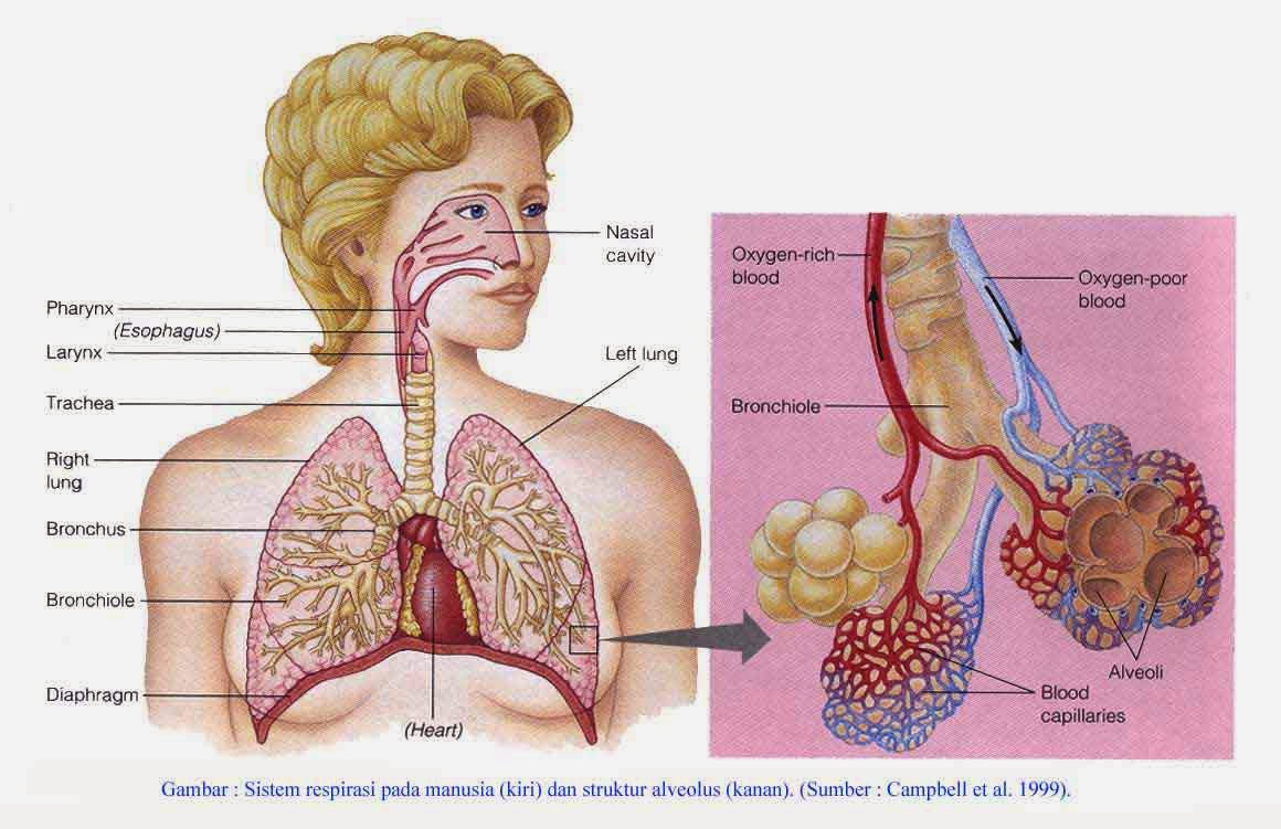 Universal Knowledge: Sistem Ekskresi Manusia
