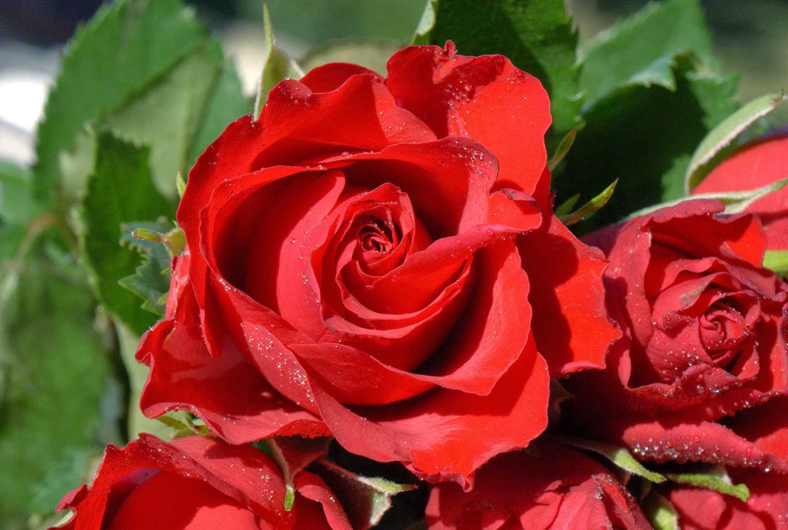 Gianna : il bene in noi: Buon San Valentino a tutti