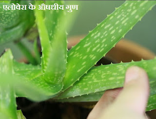 Aloe Vera Benefits in Hindi , एलोवेरा के फायदे , aloe vera ke labh, aloe vera ke fayde in hindi, aloe vera for pimples, aloe vera uses for face in hindi, एलोवेरा के औषधीय गुण, एलोवेरा के लाभ, 