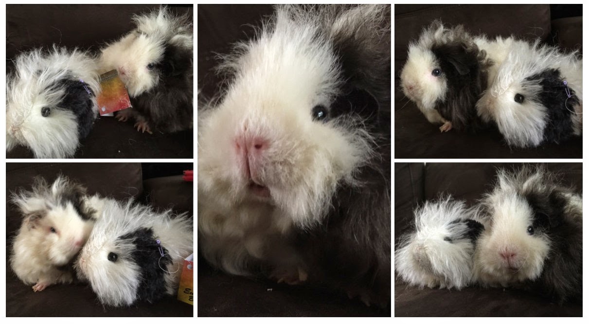 custom guinea pig plush