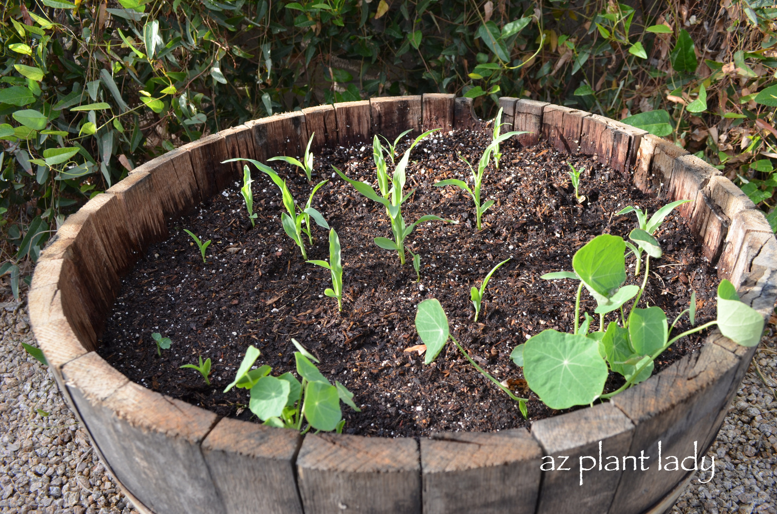 Container Corn is "For The Birds" - Ramblings from a Desert Garden