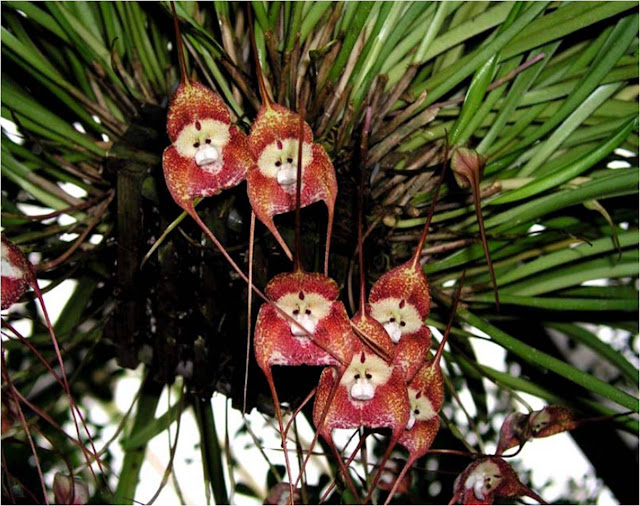 Monkey orchid ดอกกล้วยไม้เหมือนหน้าลิง