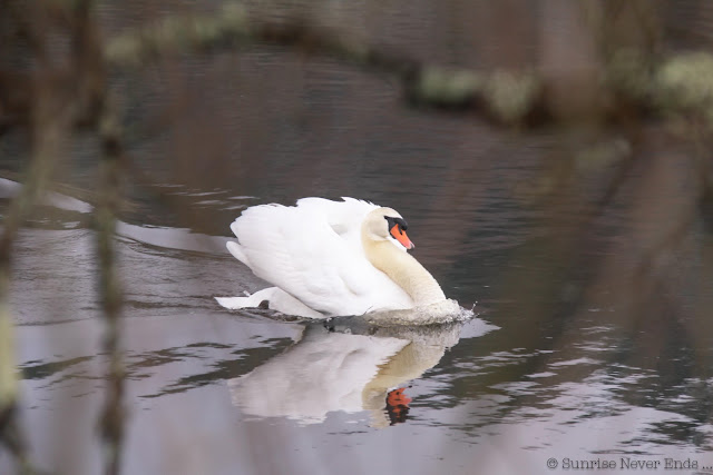 cygne,swan,étang noir,seignosse,hossegor