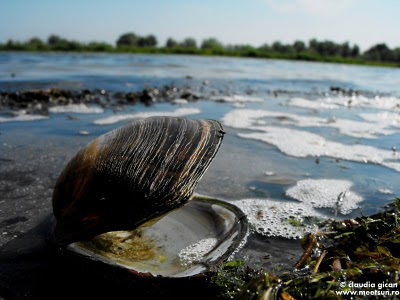 Ce sa-ti aduc iubito de la mare?