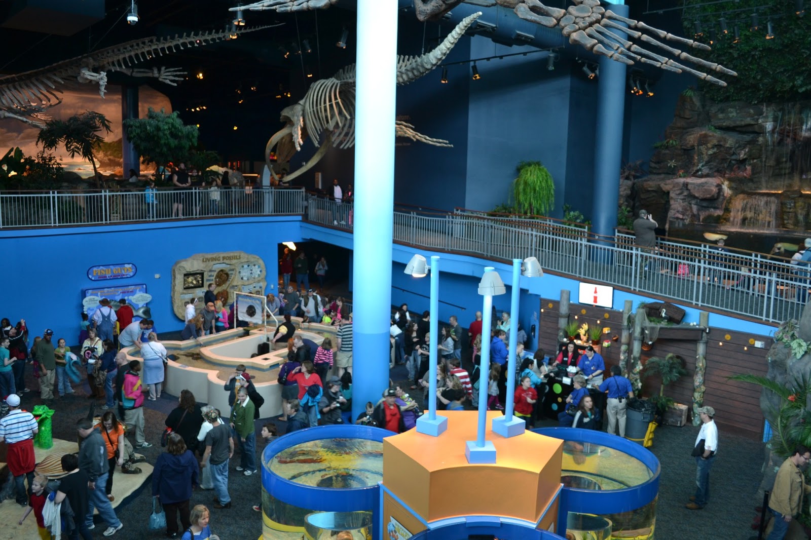 Ann I Am! Having Fun at Ripley's Aquarium of the Smokies, Gatlinburg