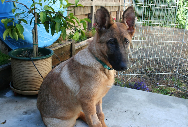 german shepherd pup with tan body and black muzzle, standing up ears, right ear has a small divot torn off the top, sitting and looking at the camera in our backyard