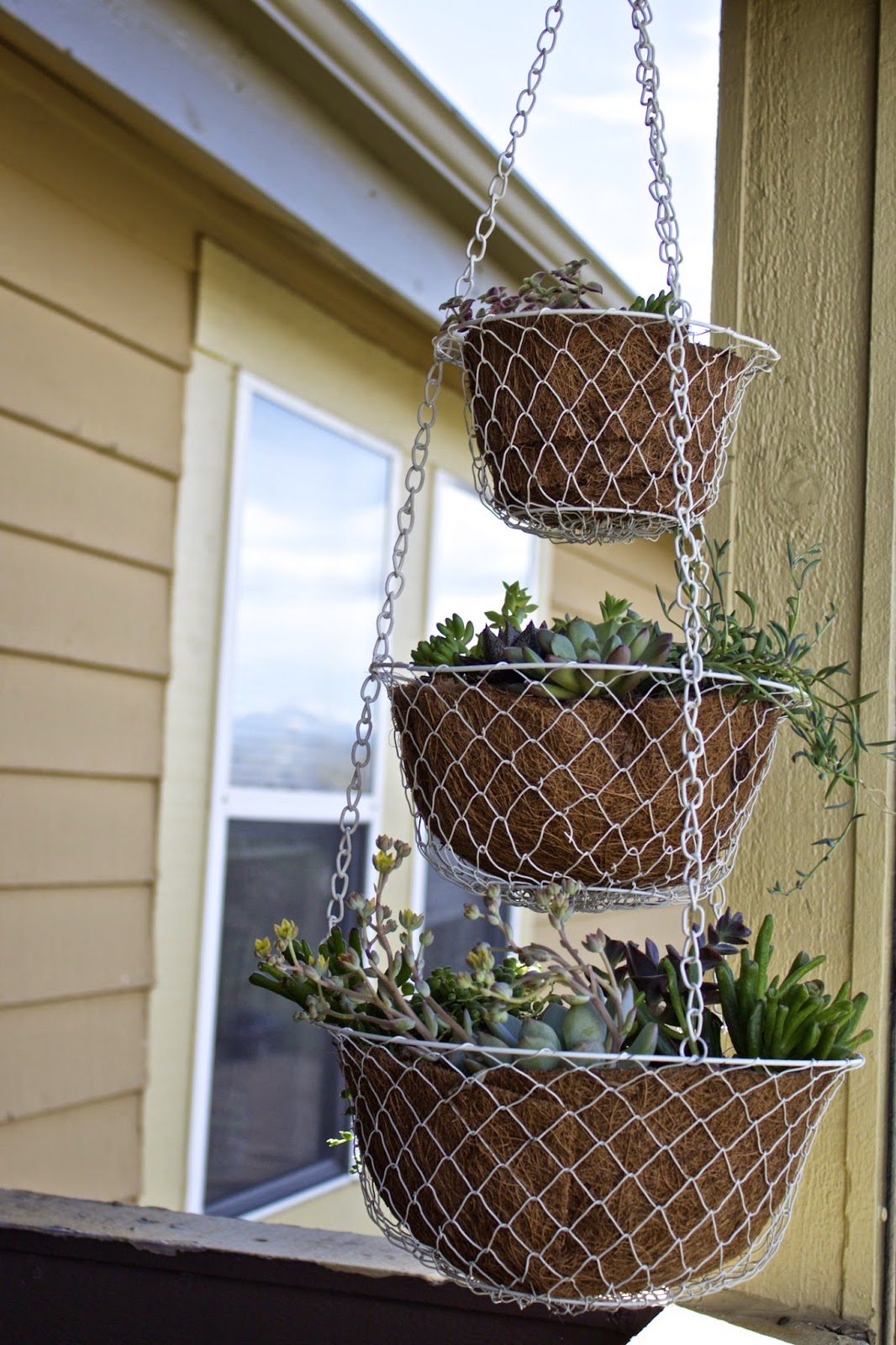 turquoise violets DIY hanging succulent baskets