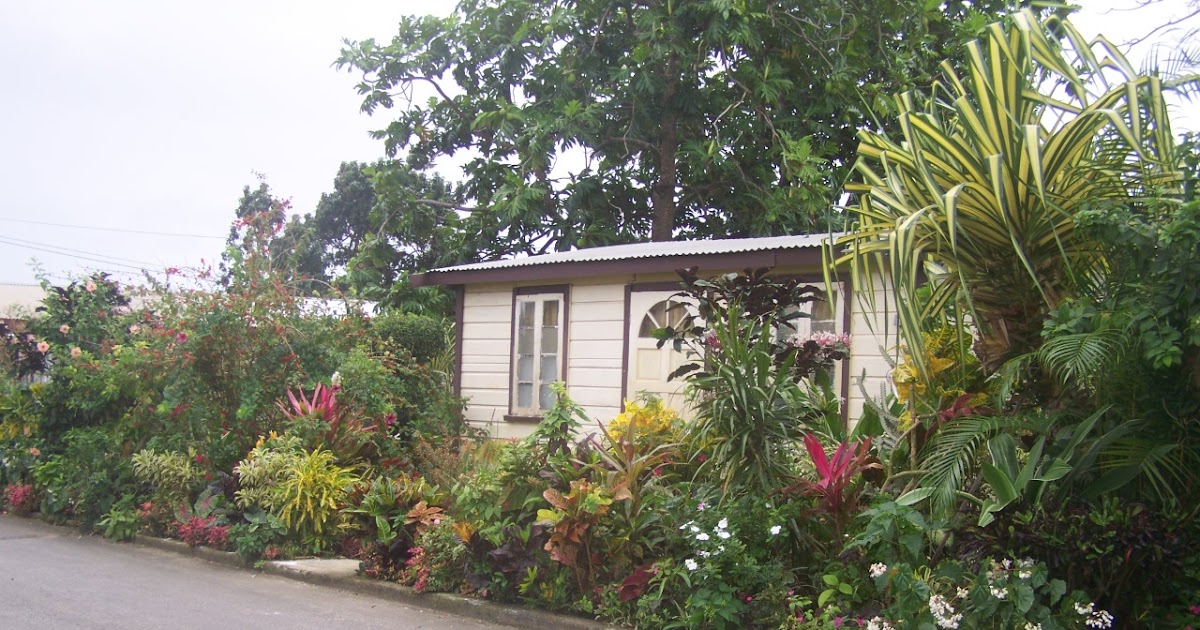 my rustic bajan garden: Garden Blogger's Bloom Day March 2012