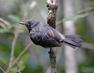 Narrow-Billed Antwren, Formicivora iheringi