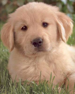 golden retriever puppies sleeping. Golden Retriever pup is. alisa